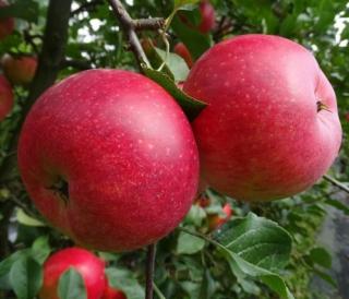 Landgoed de Olmenhorst