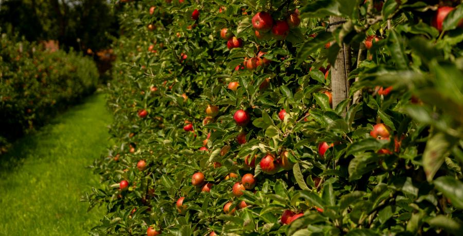 Landgoed de Olmenhorst