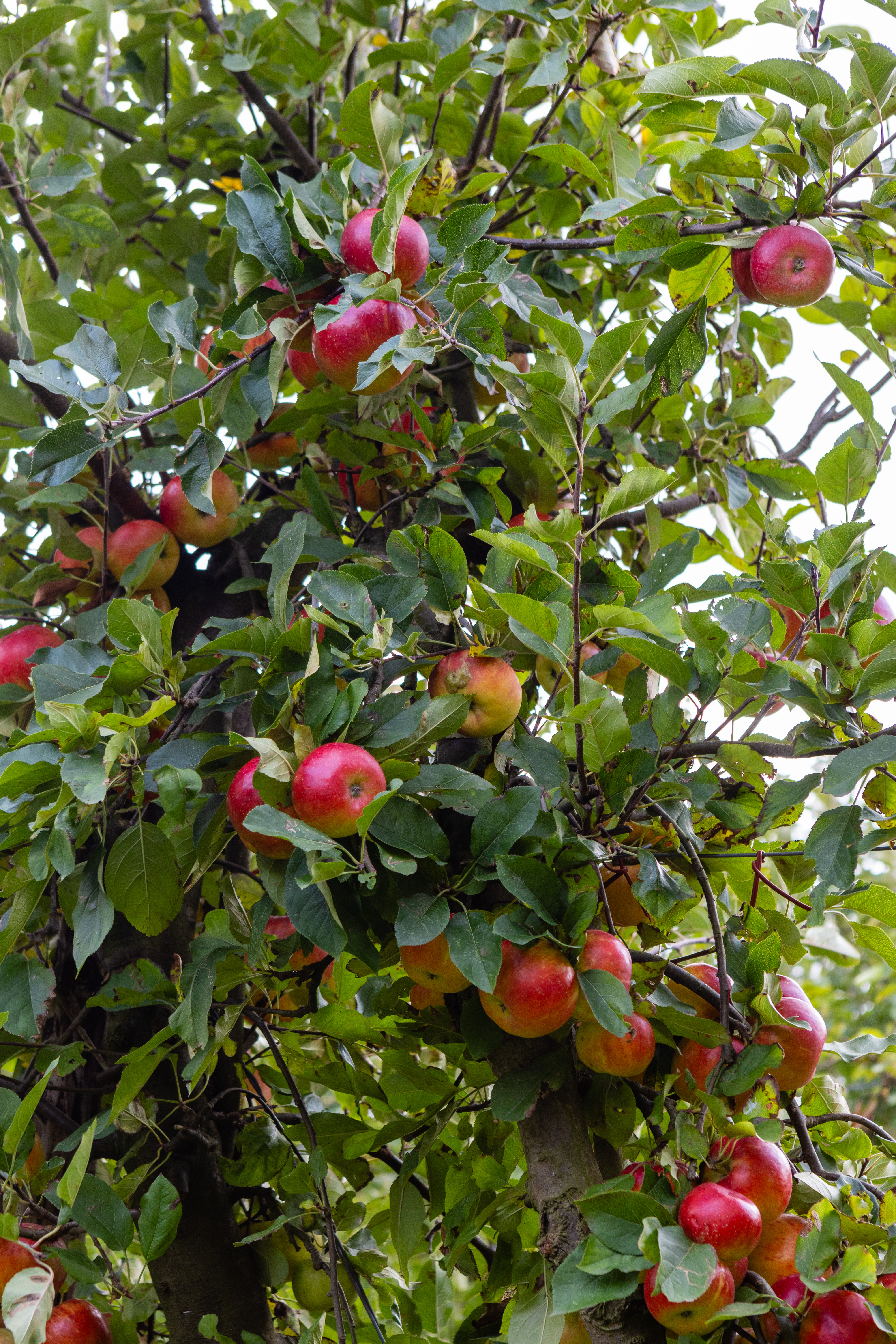 Landgoed de Olmenhorst