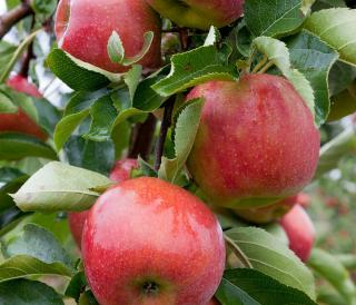 Landgoed de Olmenhorst