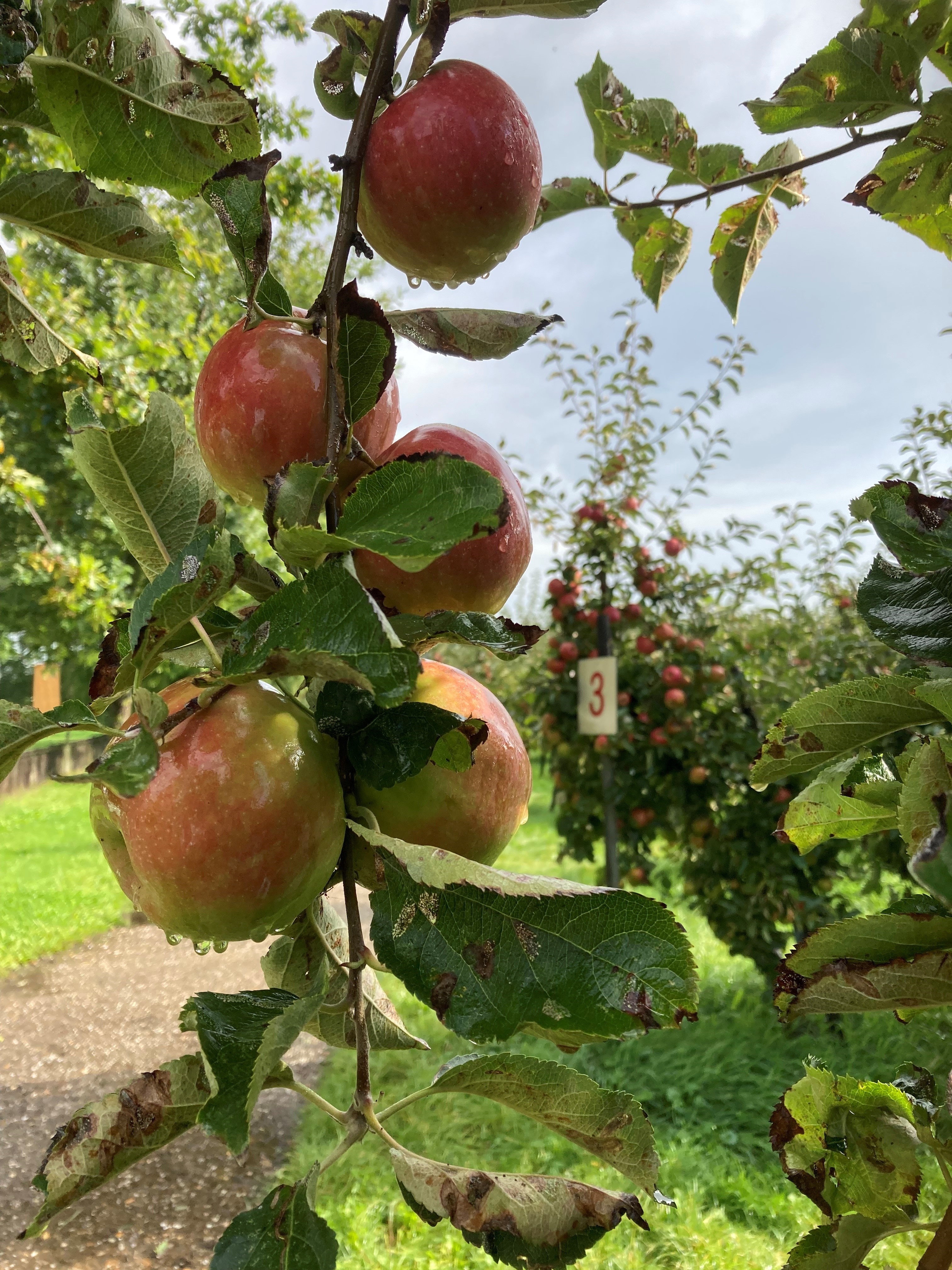 Landgoed de Olmenhorst