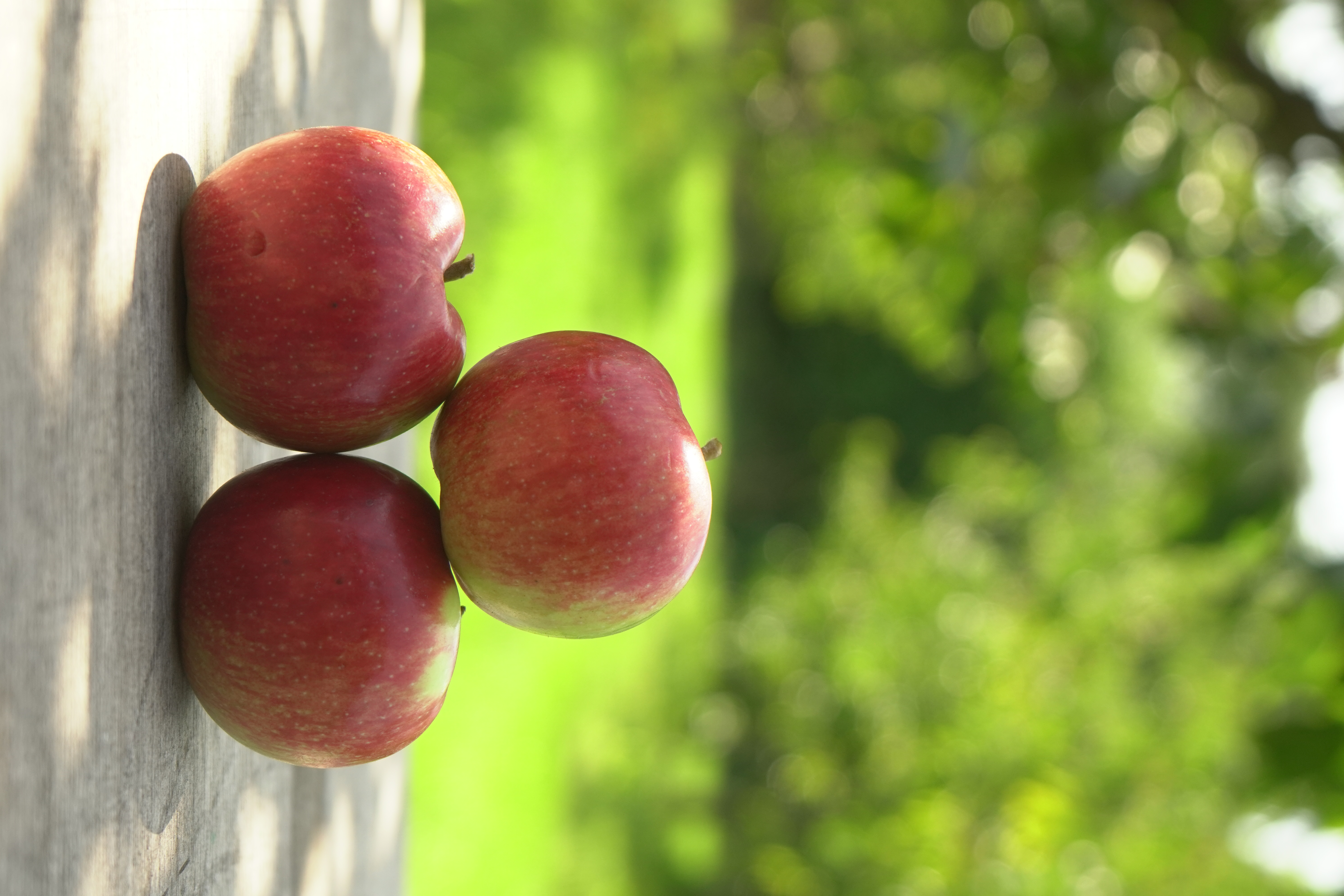 Landgoed de Olmenhorst