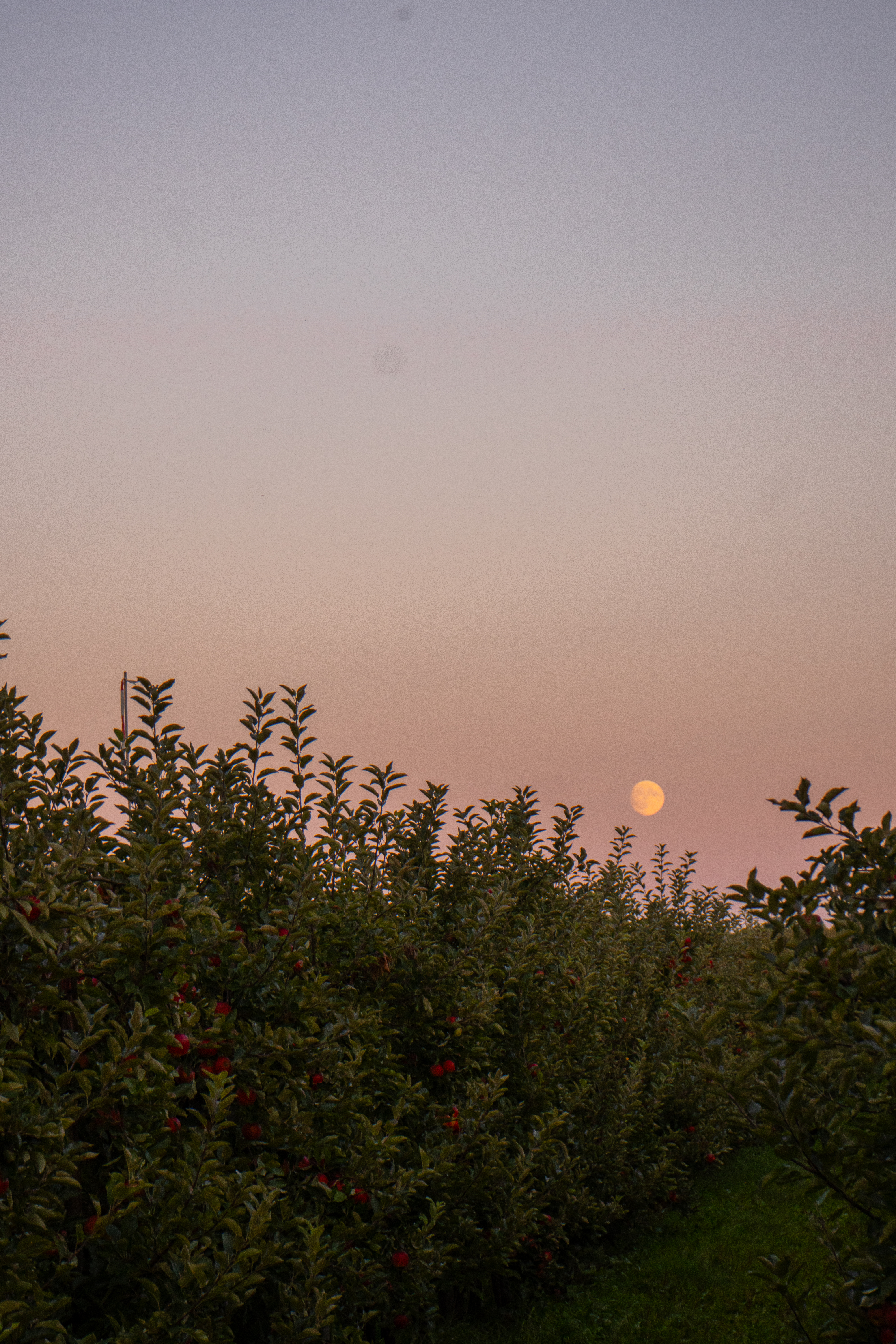 Landgoed de Olmenhorst
