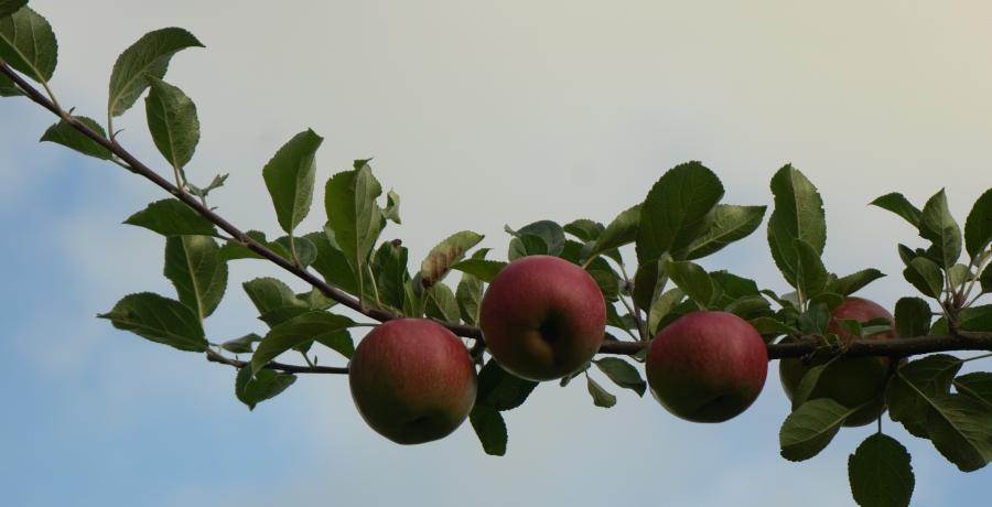 Landgoed de Olmenhorst