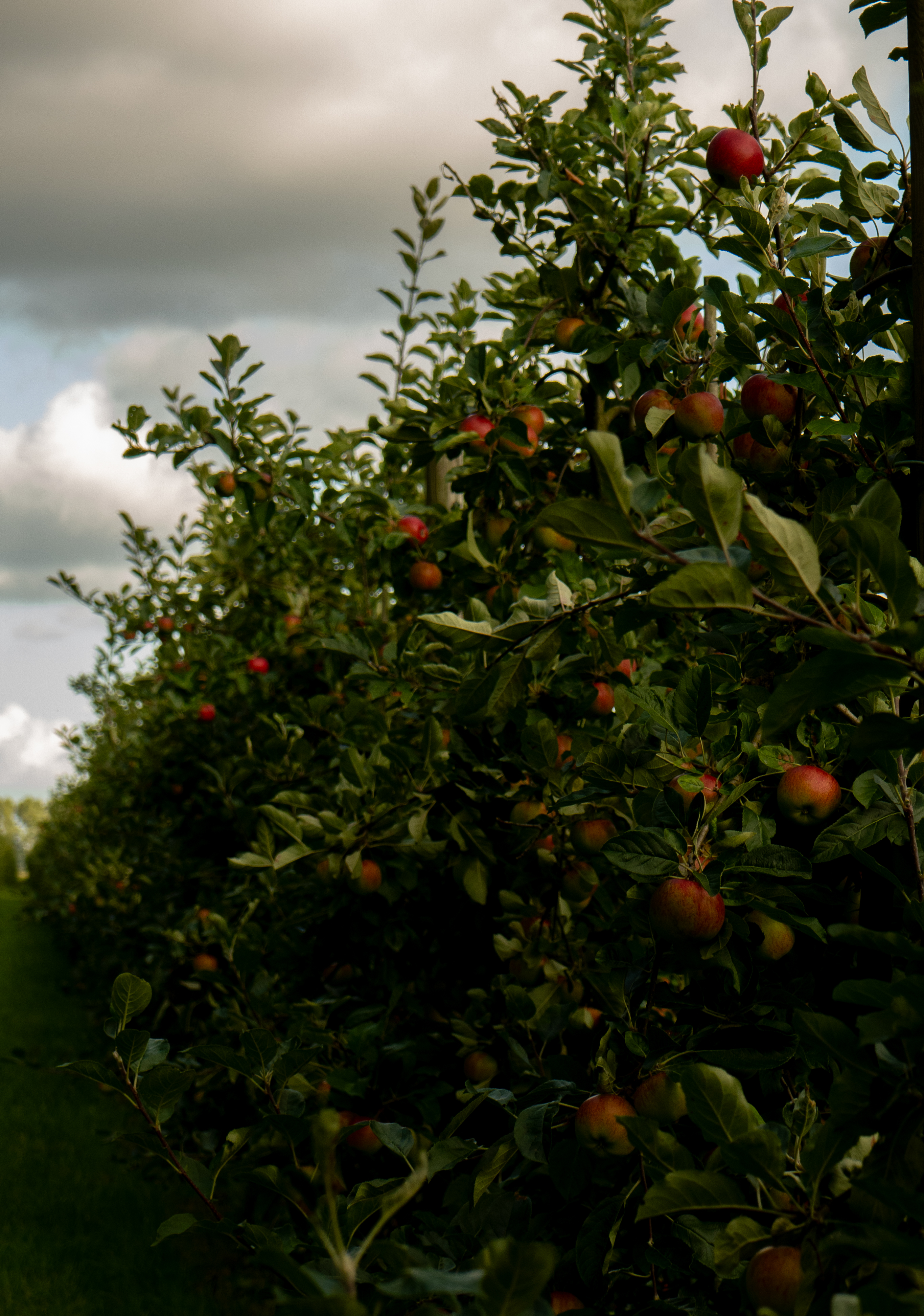 Landgoed de Olmenhorst
