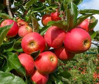 Landgoed de Olmenhorst