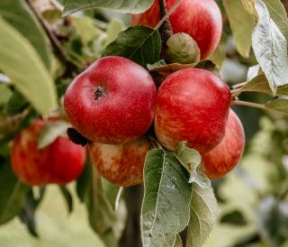 Landgoed de Olmenhorst