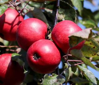 Landgoed de Olmenhorst