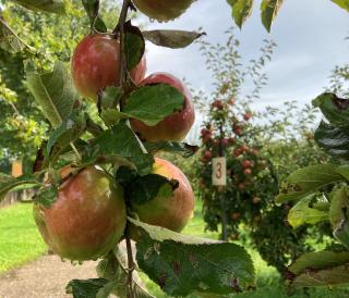 Landgoed de Olmenhorst
