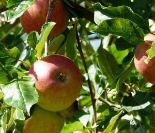 Landgoed de Olmenhorst