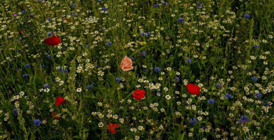 Landgoed de Olmenhorst