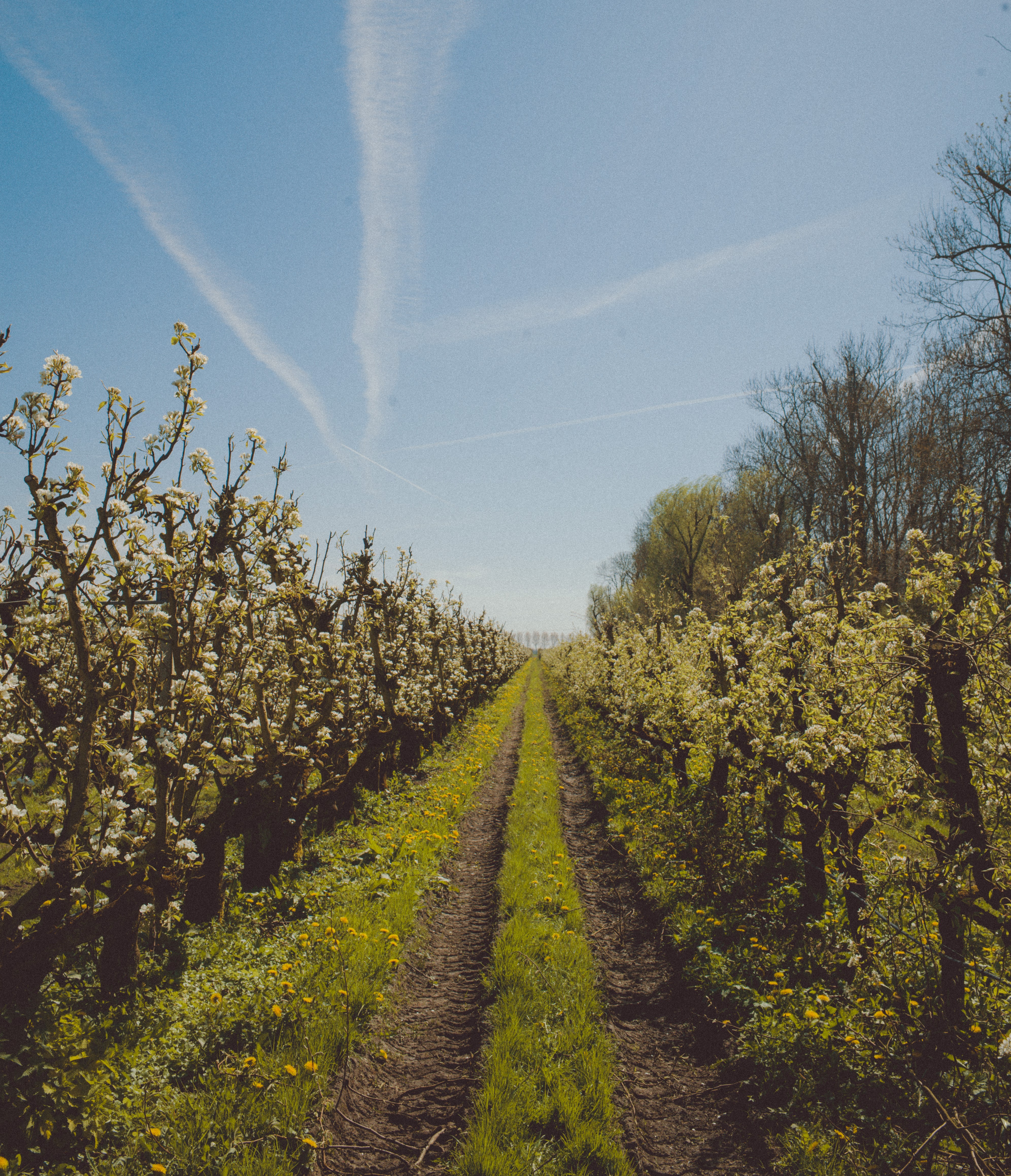 Landgoed de Olmenhorst