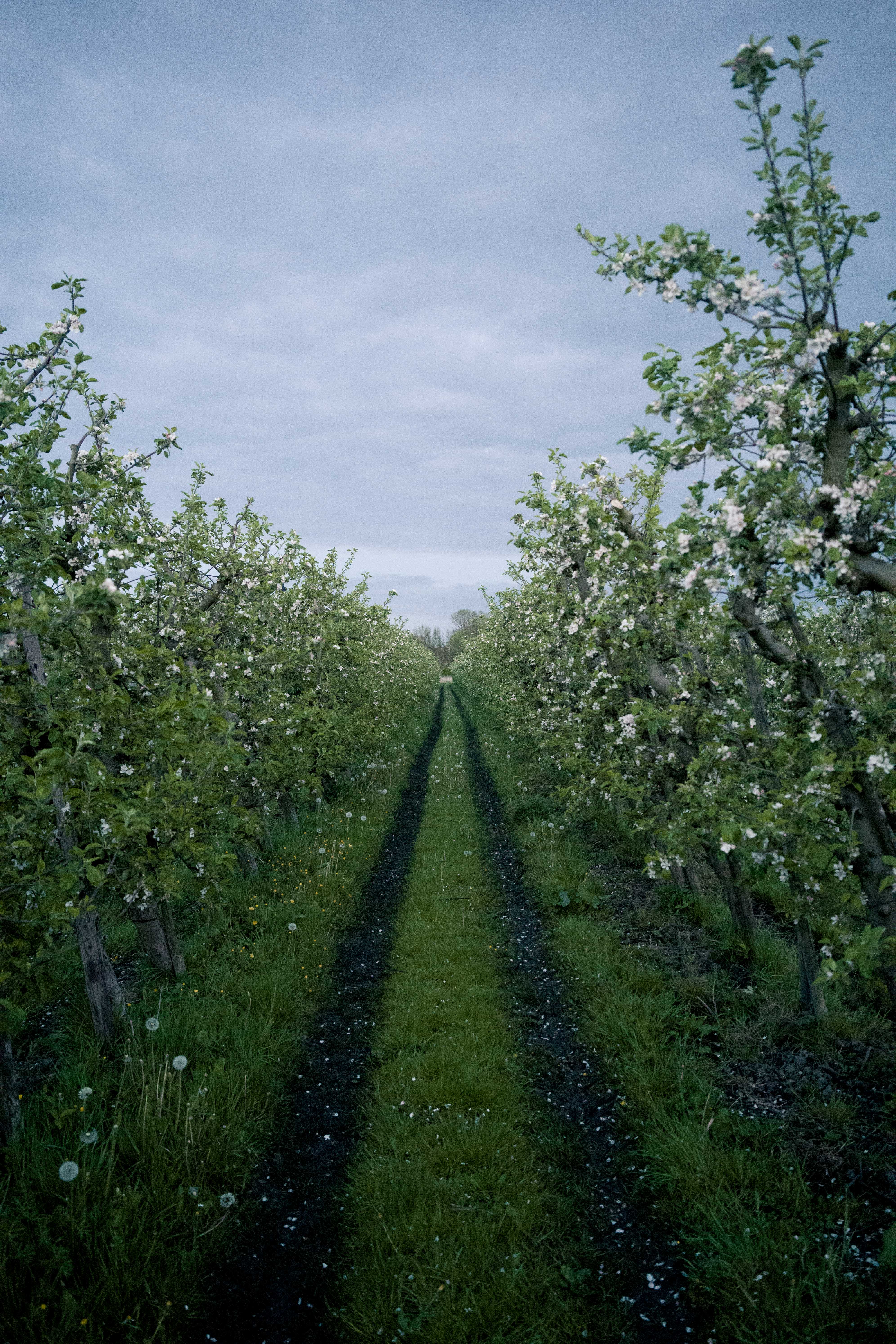 Landgoed de Olmenhorst