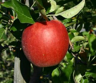 Landgoed de Olmenhorst