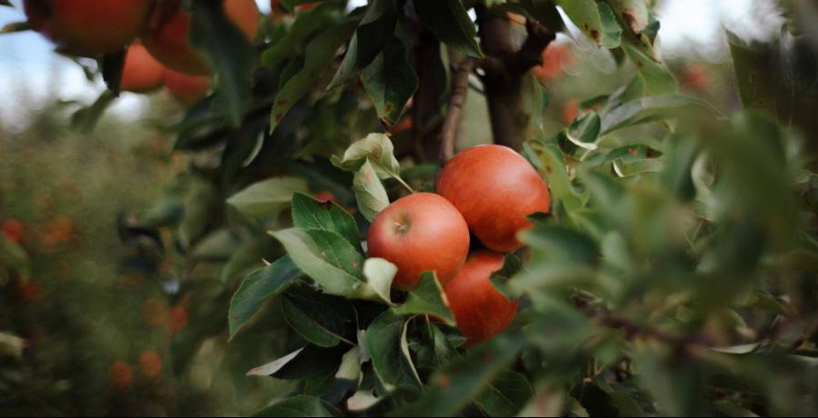 Landgoed de Olmenhorst