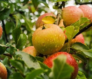 Landgoed de Olmenhorst