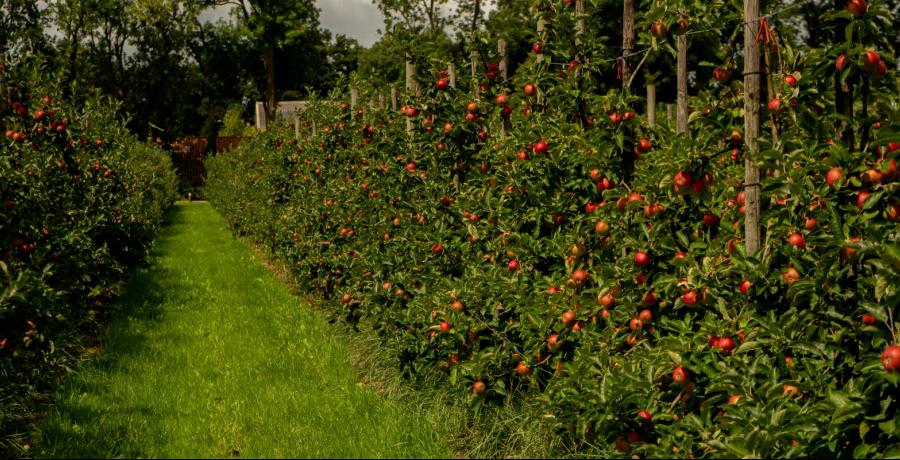 Landgoed de Olmenhorst